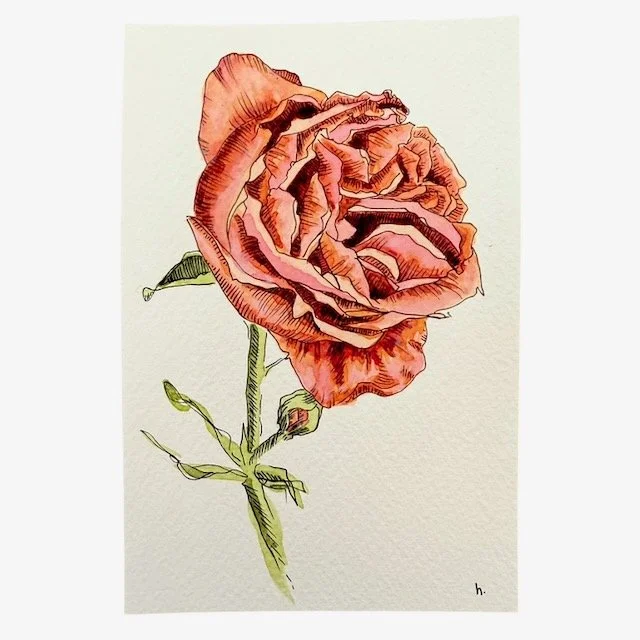 Old Fashioned Rose — Heather Millar Art